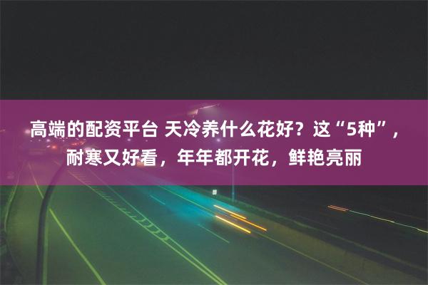 高端的配资平台 天冷养什么花好？这“5种”，耐寒又好看，年年都开花，鲜艳亮丽